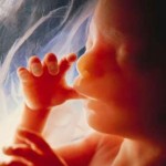 Womb